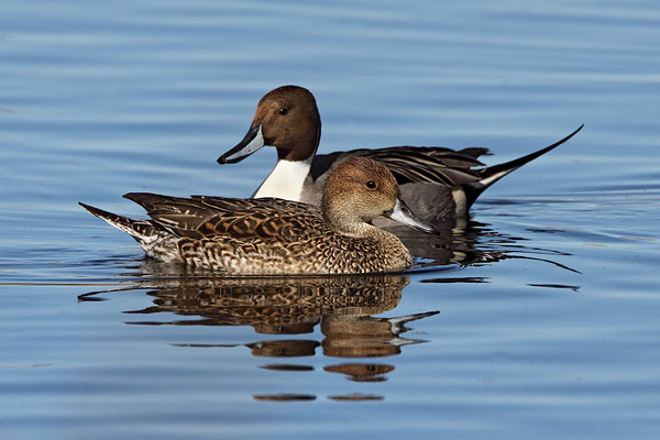 Northern Pintail © Russ Chantler