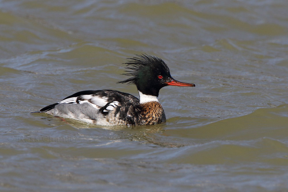 Red-breasted Merganser © Russ Chantler