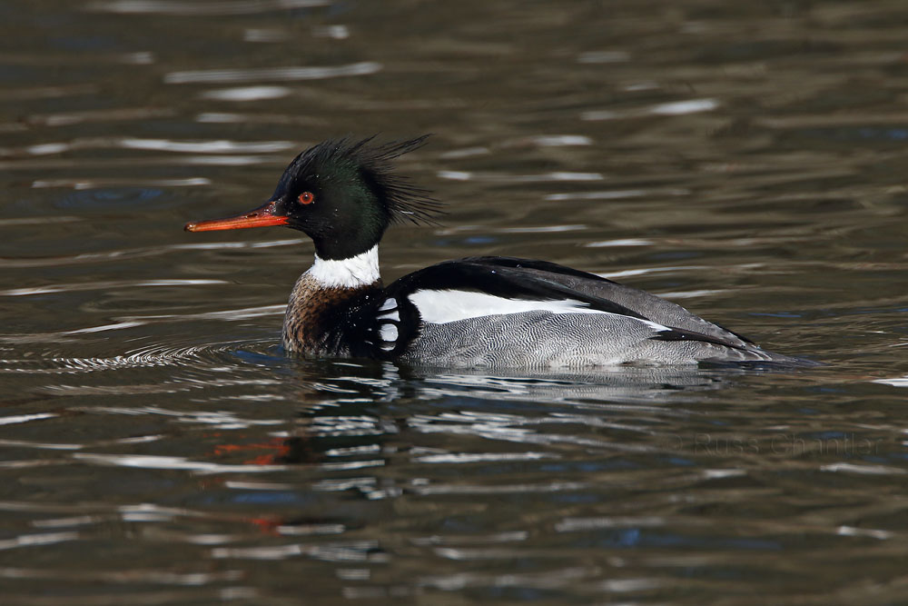 Red-breasted Merganser © Russ Chantler