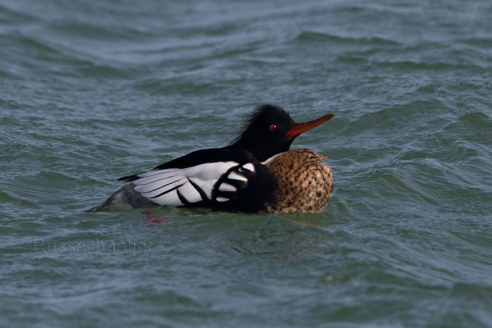 Red-breasted Merganser © Russ Chantler