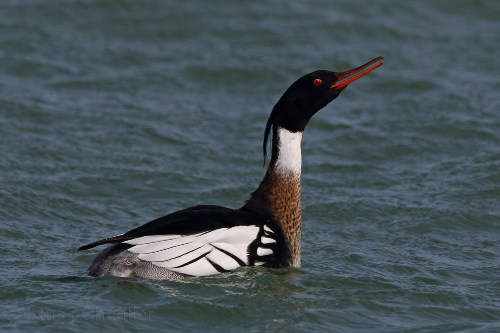 Red-breasted Merganser © Russ Chantler