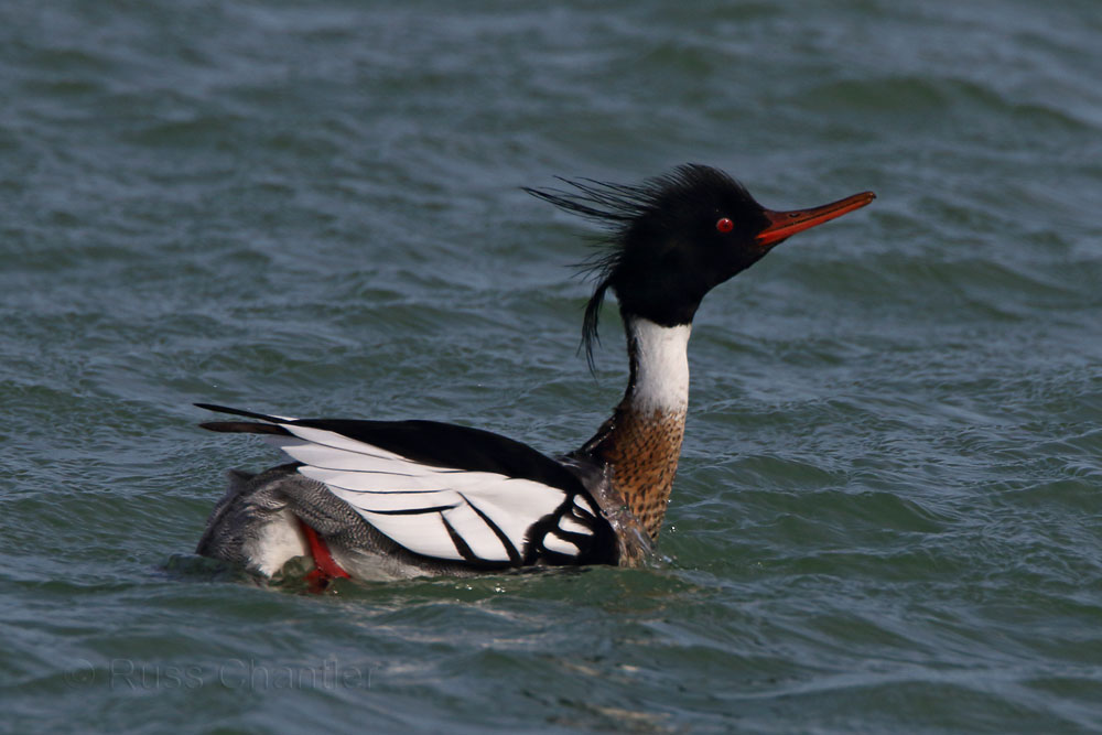 Red-breasted Merganser © Russ Chantler