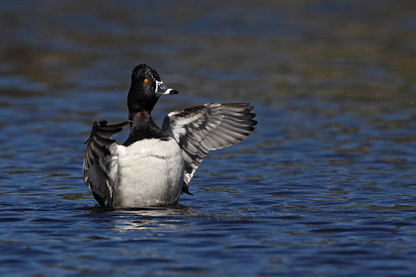 Ring-necked Duck © Russ Chantler