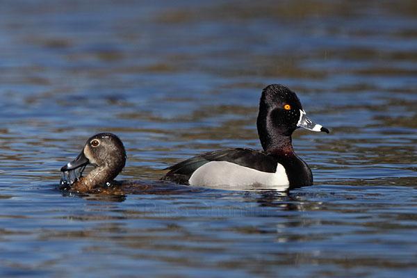 Ring-necked Duck © Russ Chantler