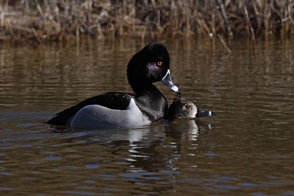 Ring-necked Duck © Russ Chantler