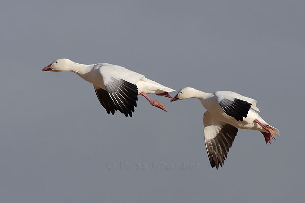 Snow Goose © Russ Chantler