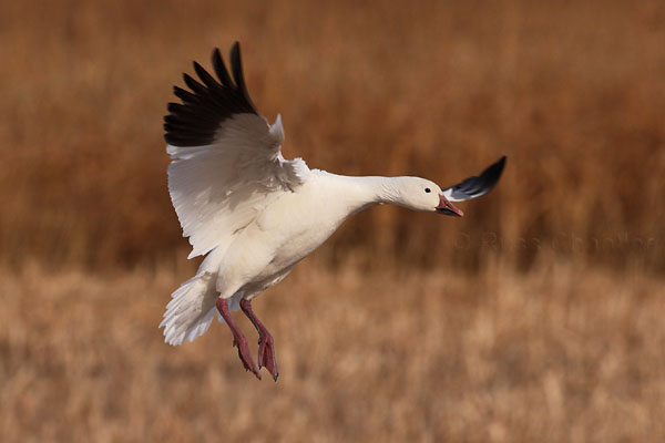 Snow Goose © Russ Chantler