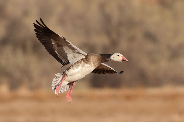 Snow Goose © Russ Chantler