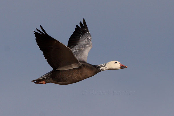 Snow Goose © Russ Chantler