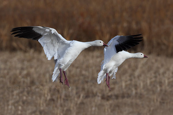 Snow Goose © Russ Chantler