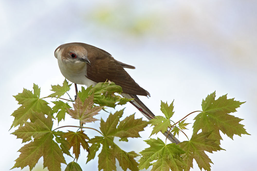 Black-billed Cukoo © Russ Chantler