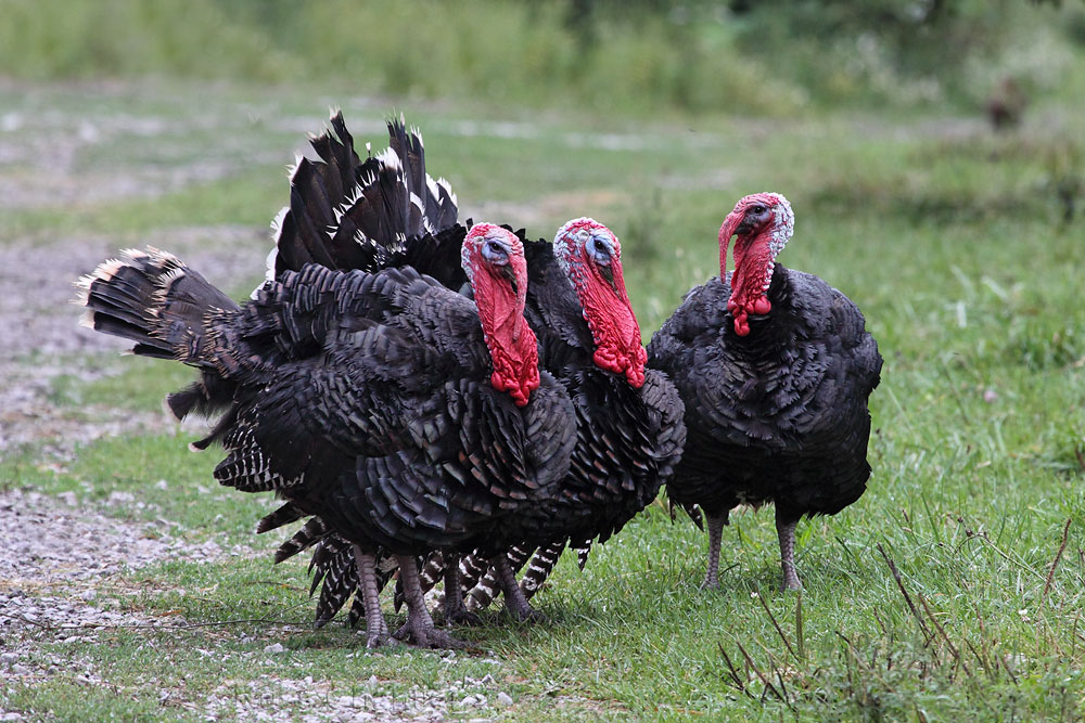 Wild Turkey © Russ Chantler