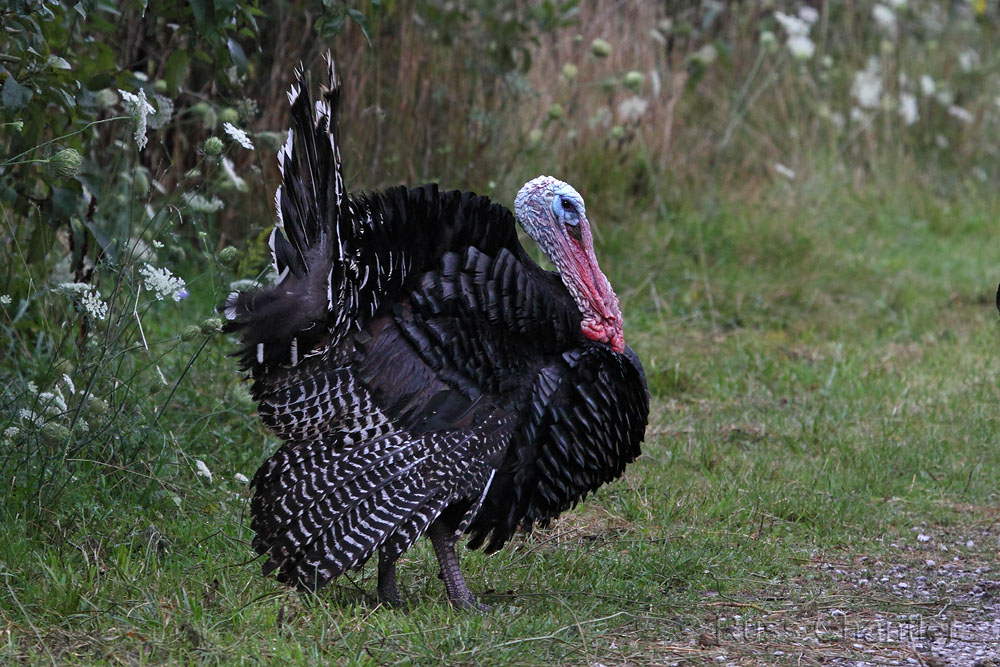 Wild Turkey © Russ Chantler