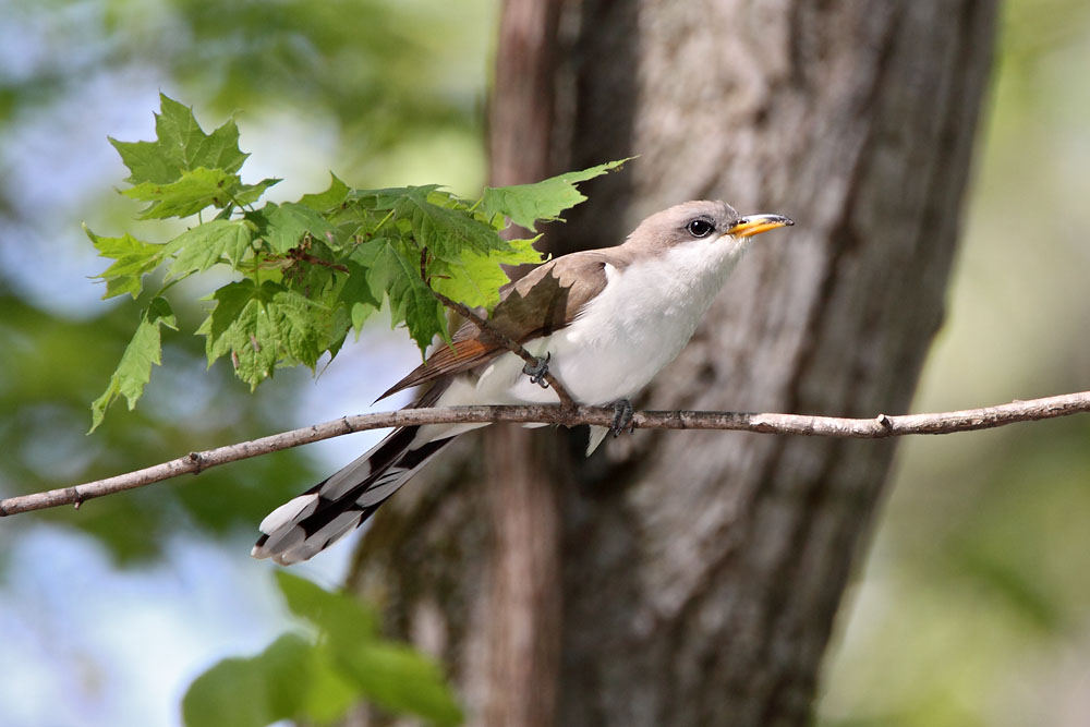 Yellow-billed Cukoo © Russ Chantler