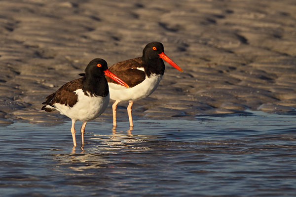 American Oystercatcher © Russ Chantler