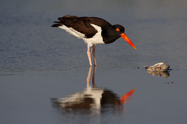 American Oystercatcher © Russ Chantler