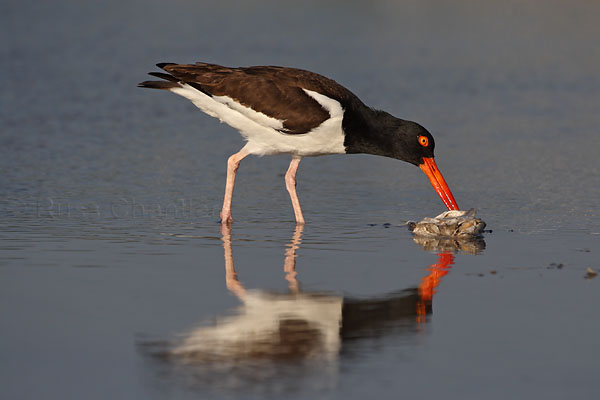 American Oystercatcher © Russ Chantler