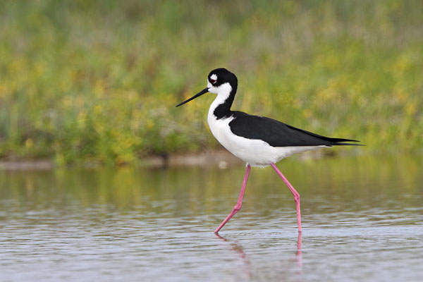 Black-necked Stilt © Russ Chantler