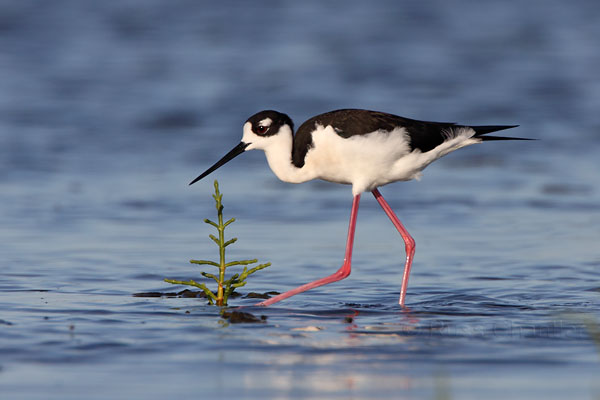 Black-necked Stilt © Russ Chantler