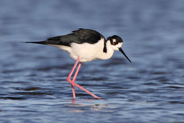 Black-necked Stilt © Russ Chantler