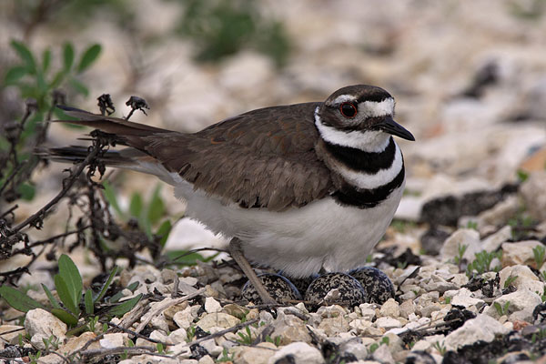 Killdeer © Russ Chantler