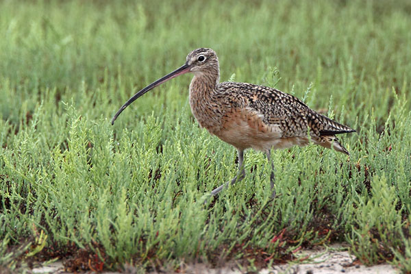 Long-billed Curlew © Russ Chantler