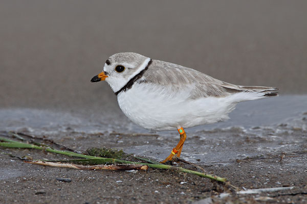 Piping Plover © Russ Chantler