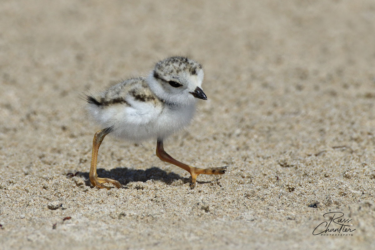 Piping Plover © Russ Chantler