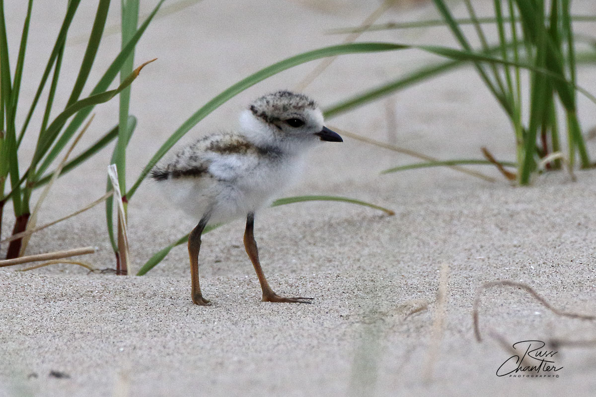Piping Plover © Russ Chantler