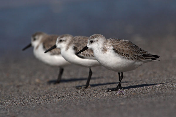 Sanderling © Russ Chantler