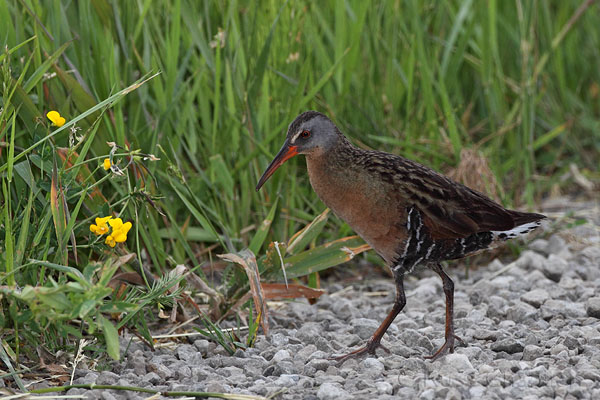 Virginia Rail © Russ Chantler