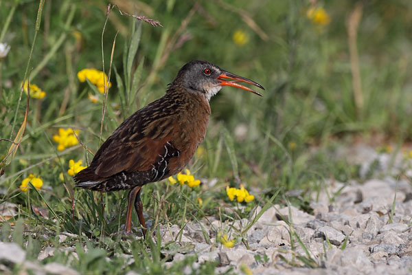 Virginia Rail © Russ Chantler