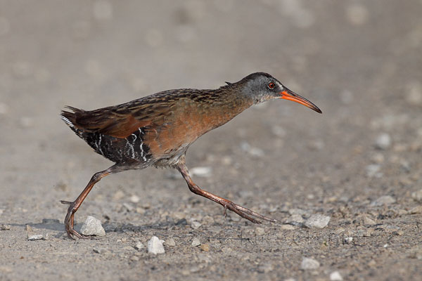 Virginia Rail © Russ Chantler