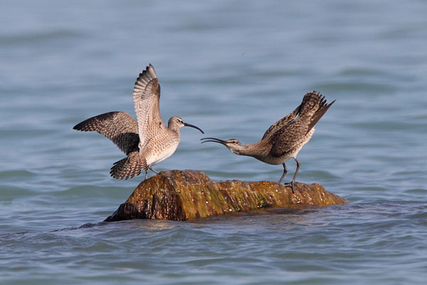 Whimbrel © Russ Chantler