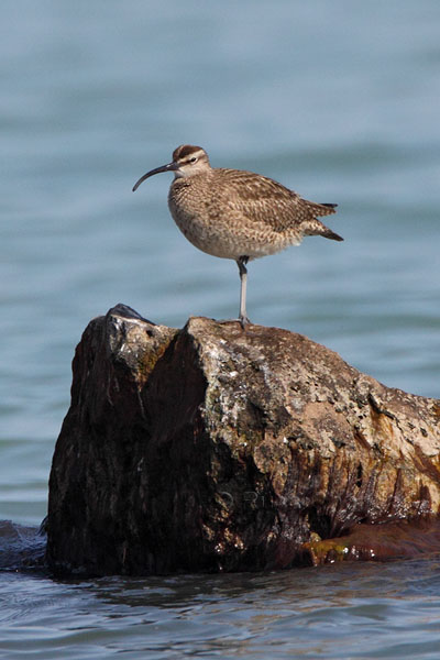 Whimbrel © Russ Chantler