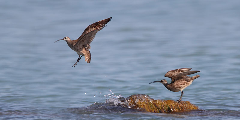 Whimbrel © Russ Chantler