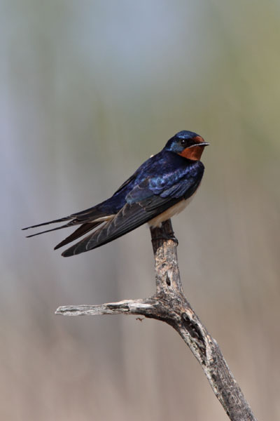 Barn Swallow © Russ Chantler