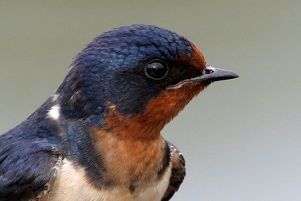 Barn Swallow © Russ Chantler