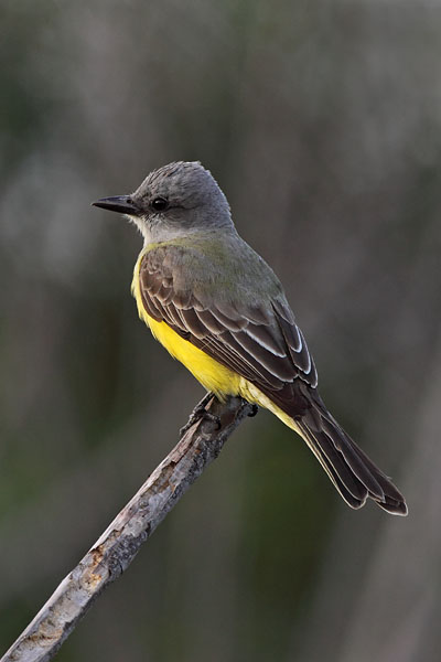 Couch's Kingbird © Russ Chantler