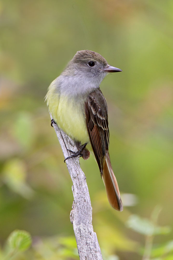 Great Crested Flycatcher © Russ Chantler