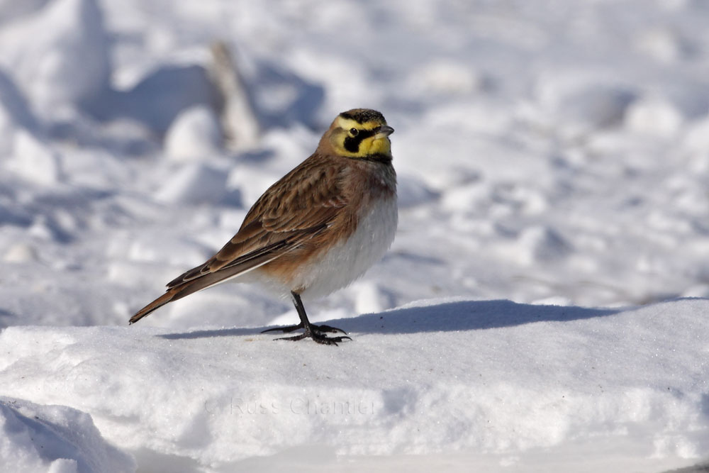 Horned Lark © Russ Chantler