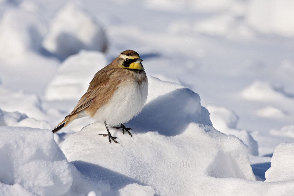 Horned Lark © Russ Chantler