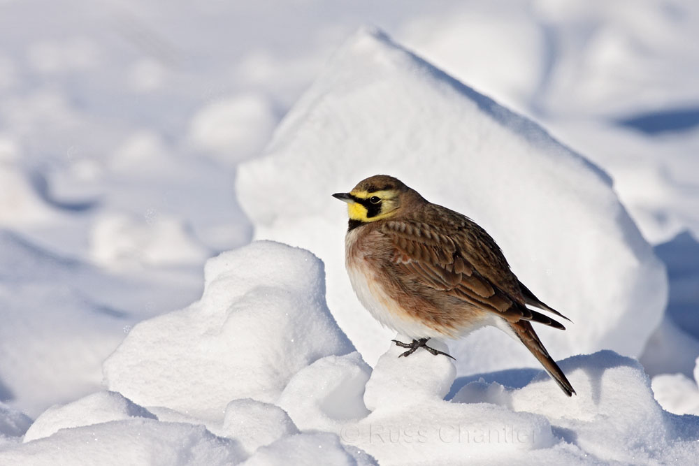 Horned Lark © Russ Chantler