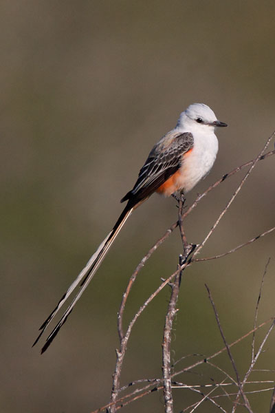 Scissor-tailed Flycatcher © Russ Chantler