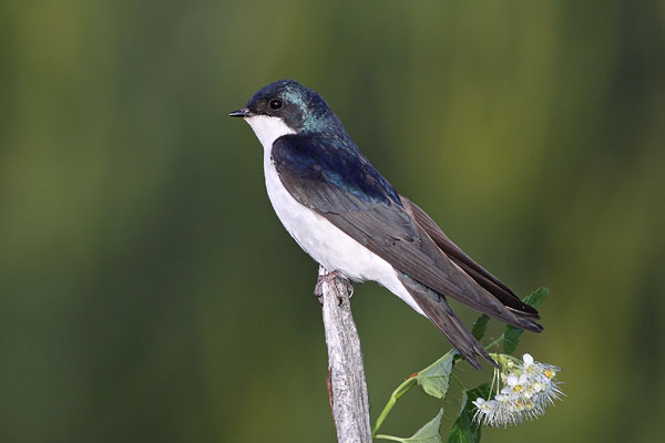 Tree Swallow © Russ Chantler