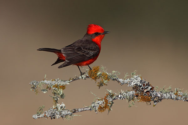 Vermillion Flycatcher © Russ Chantler