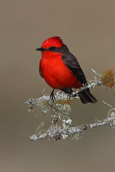 Vermillion Flycatcher © Russ Chantler