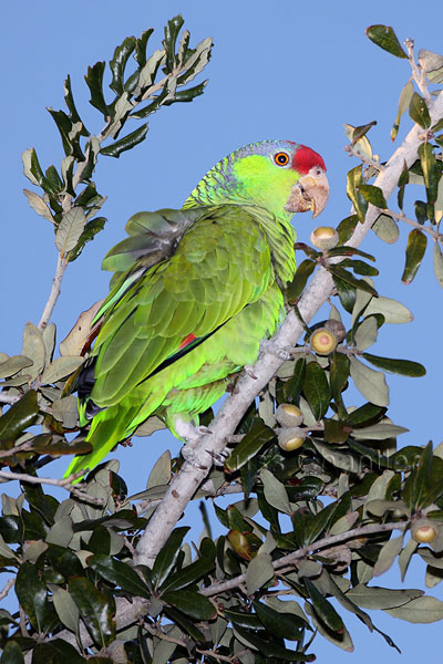 Red-crowned Parrot © Russ Chantler