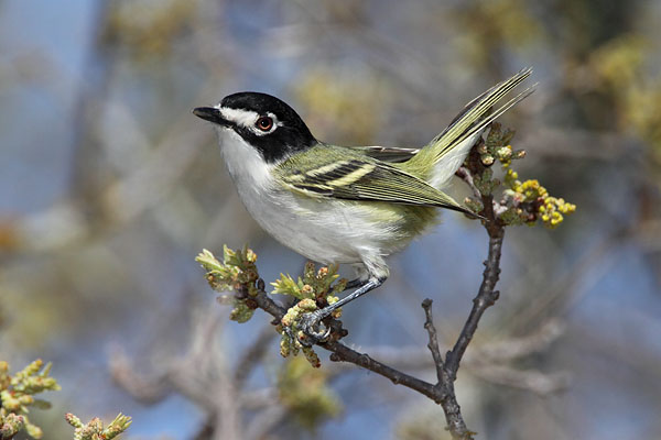 Black-capped Vireo © Russ Chantler