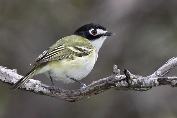 Black-capped Vireo © Russ Chantler